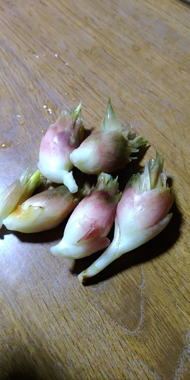 ミニ白菜定植・茗荷やしその実