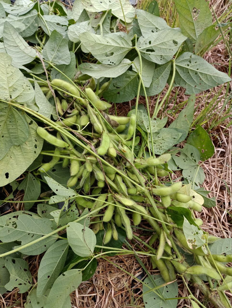 山東菜、玉葱定植・枝豆初収穫・金木犀の季節