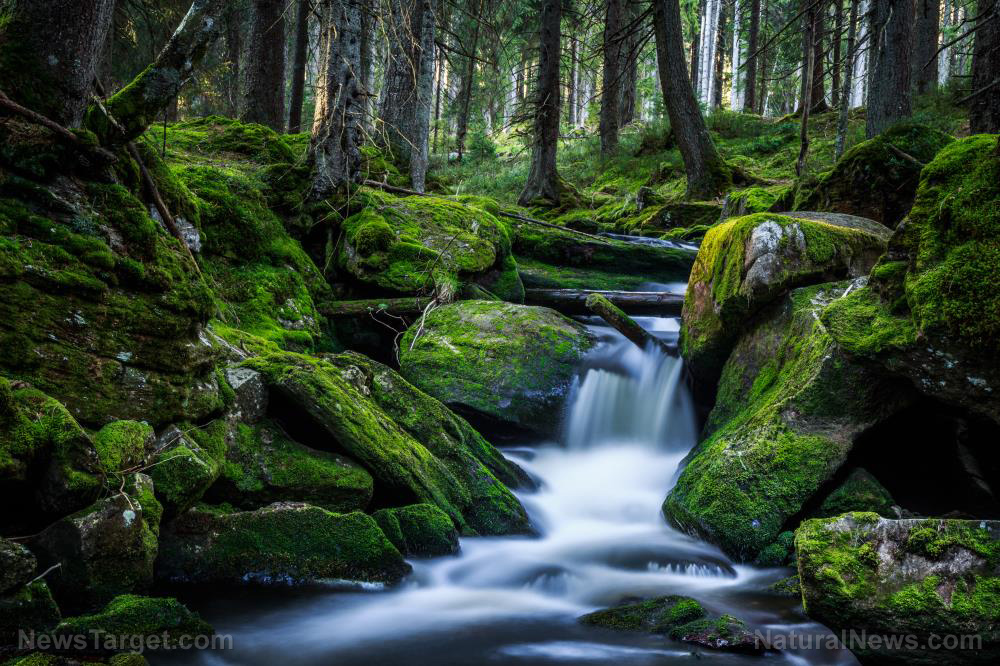 自然がもつ癒やしの力 ― 心と体を整える「外の時間」のすすめ