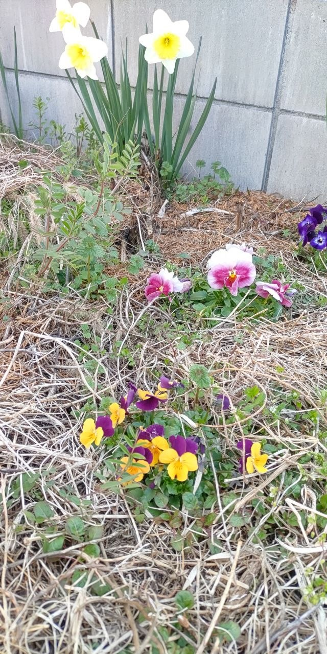 夏野菜播種の季節