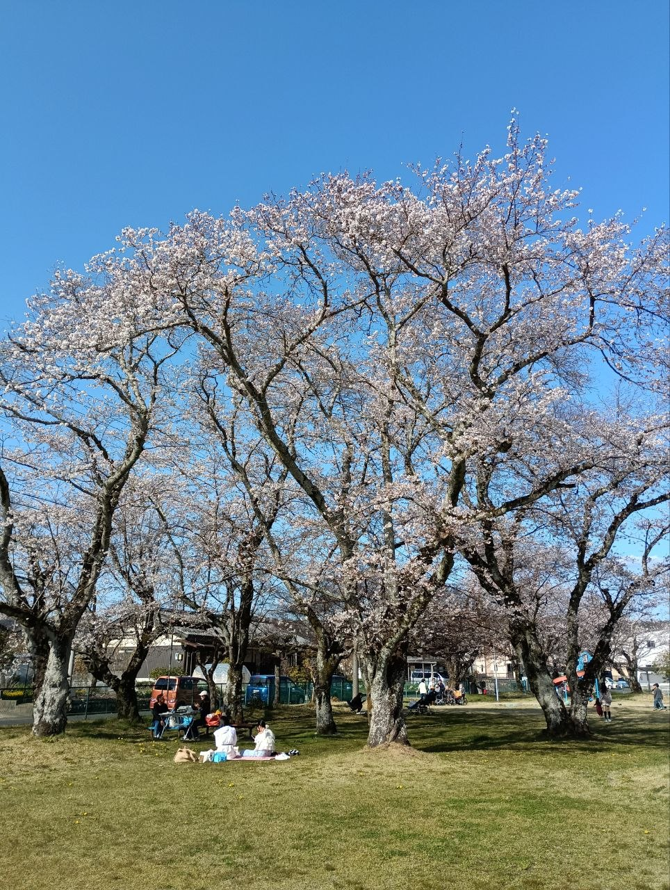 えんぴつ茄子発芽など....