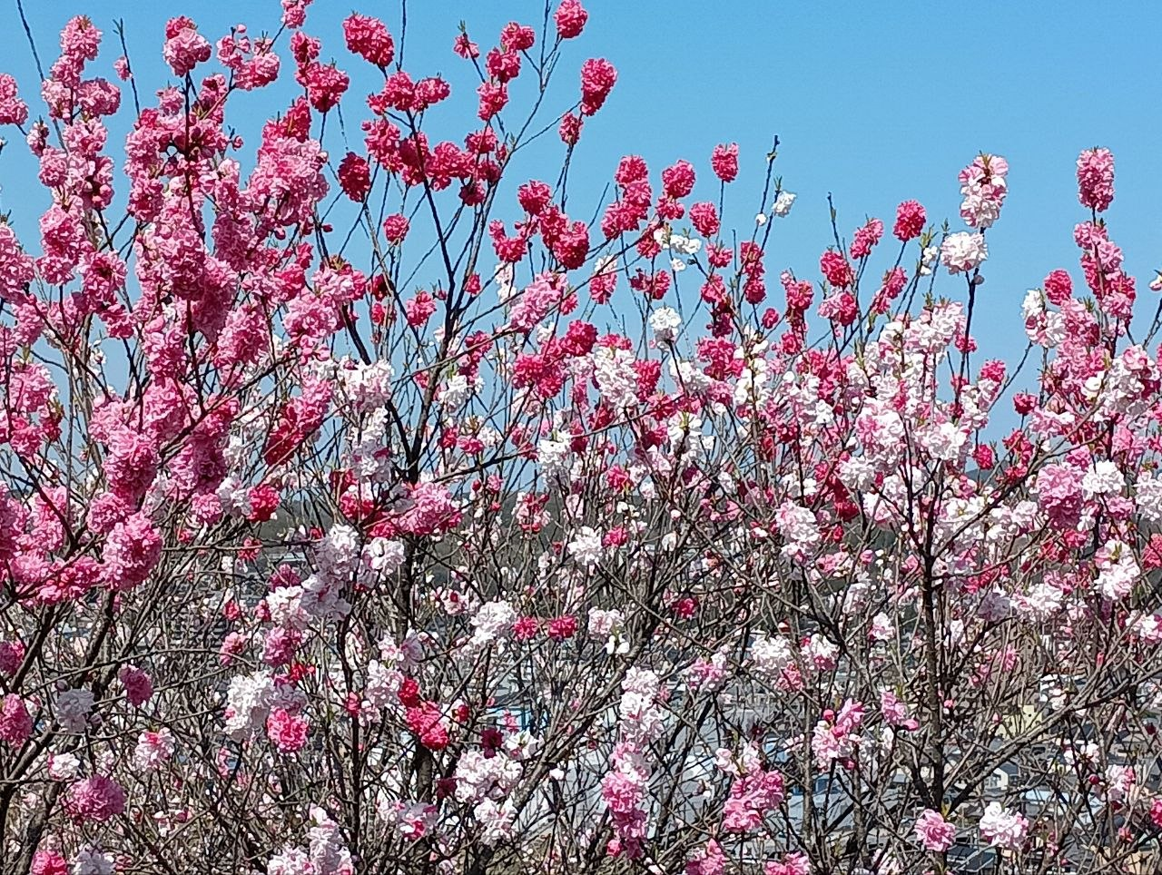 土岐市高山城・お花見・歴史